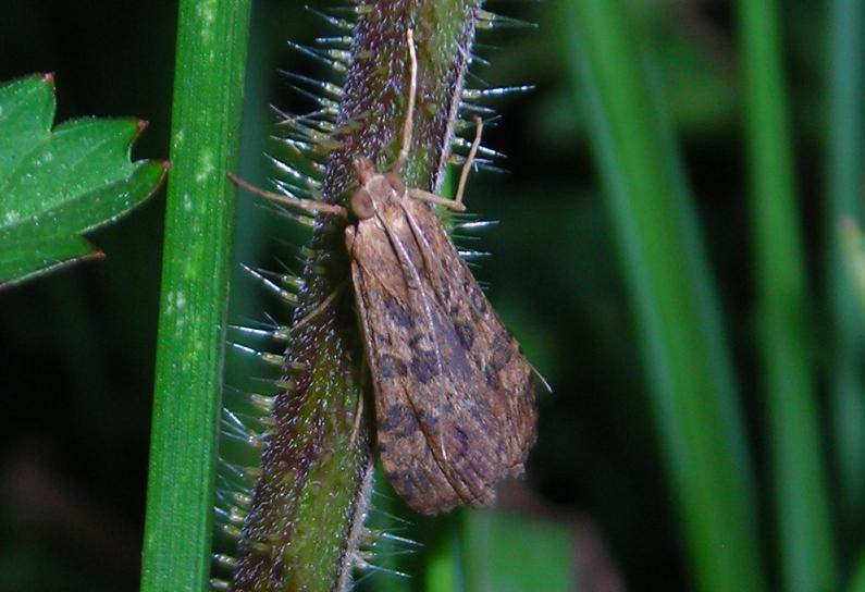 Nomophila noctuella? S